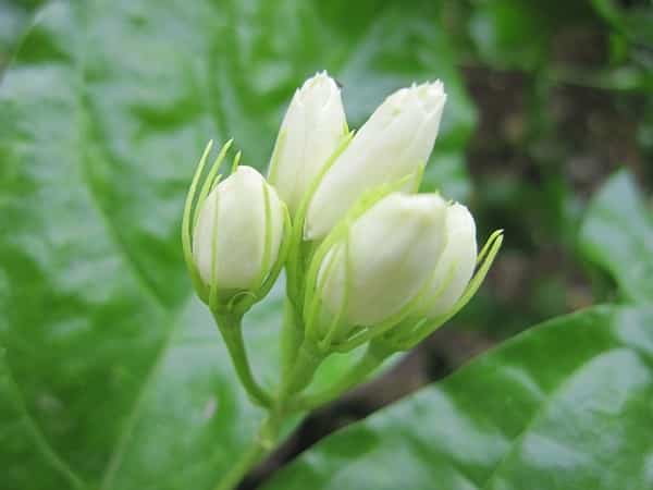 Jasmine Flower Buds.