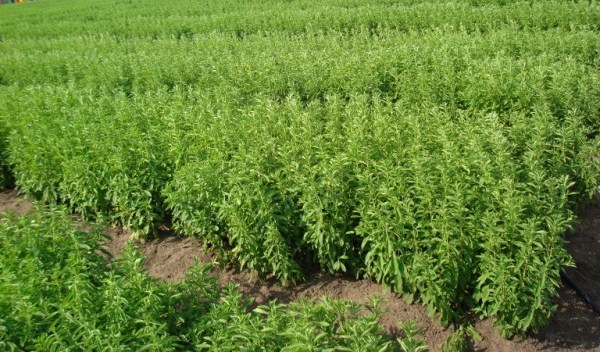 Stevia Crop Field.