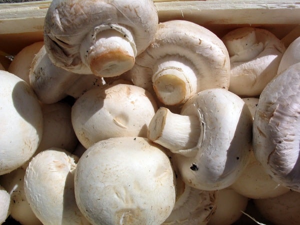 Health Benefits of Mushrooms.