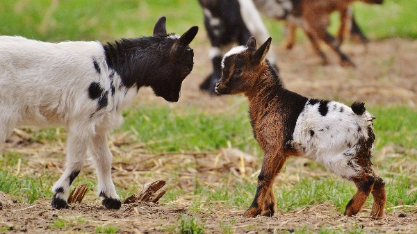 Pygmy Goat Kids.
