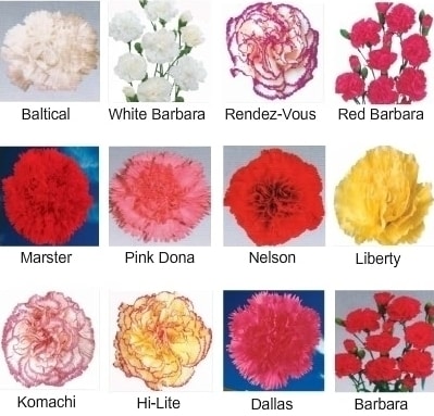 Some Common Carnation Varieties.