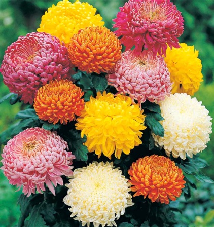 Chrysanthemum Colors.