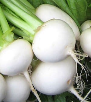 White Turnips.