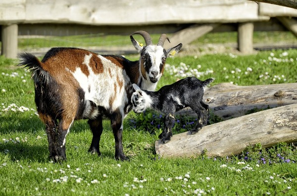 Newly Born Goat Kid.