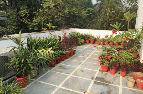 Terrace Garden Ideas.