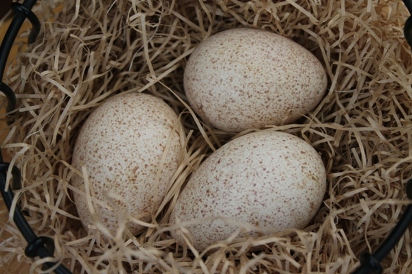 Turkey Eggs (Pic Via Hamilton Farm)