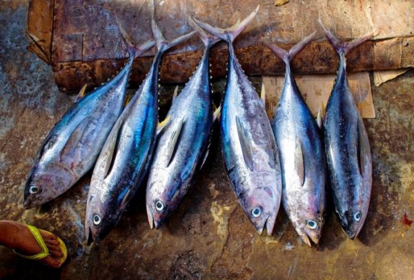 Benefits of Tuna Fish.