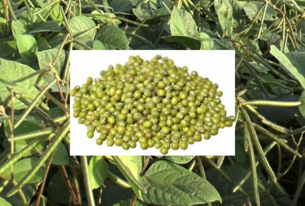 2020 Telugu Agricultural News - Pesara Pest Control