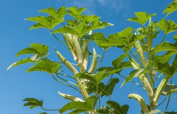 Fully Matured Okra for Seed Purpose.