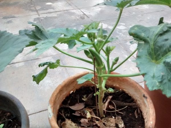 Growing Okra in Pots.