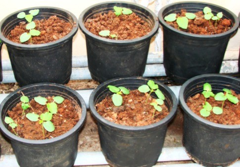 Okra Seedlings in Pots.