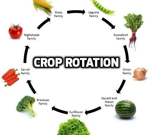 Crop Rotation.