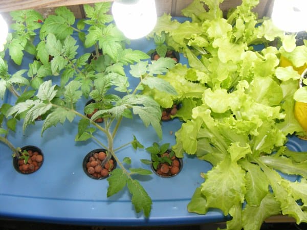 Growing Tomato and Lettuce using Aeroponics.