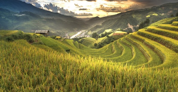 Terrace Cultivation (Rice).