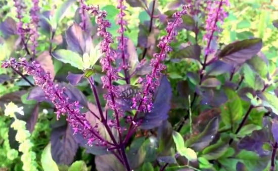 Purple Color Basil (Krishna Tulsi).