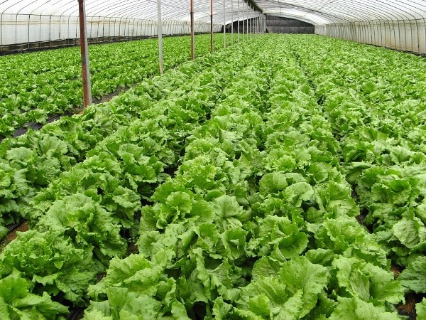 Advantages Of Organic Farming.