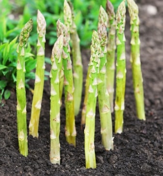 Growing Asparagus.