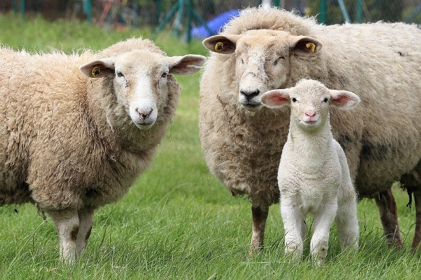 Sheep Health Care Management.