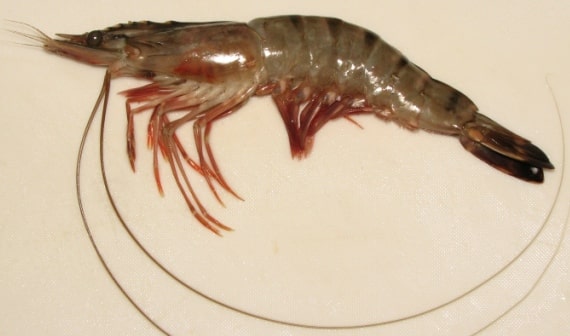 Problems In Prawn Cultivation.
