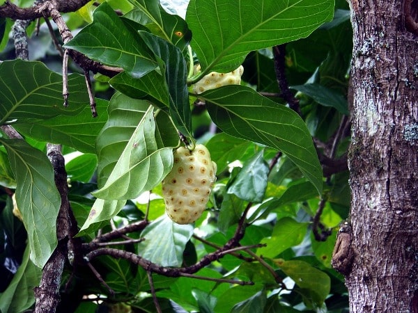 Cultivation Practices of Noni Plants.