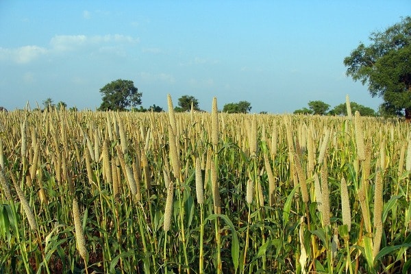 Cultivation Practices of Pearl Millet.
