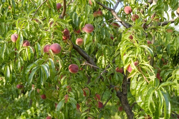 Peach Tree Characteristics.