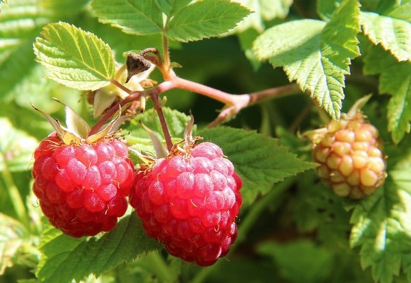 Characteristics of Raspberries.