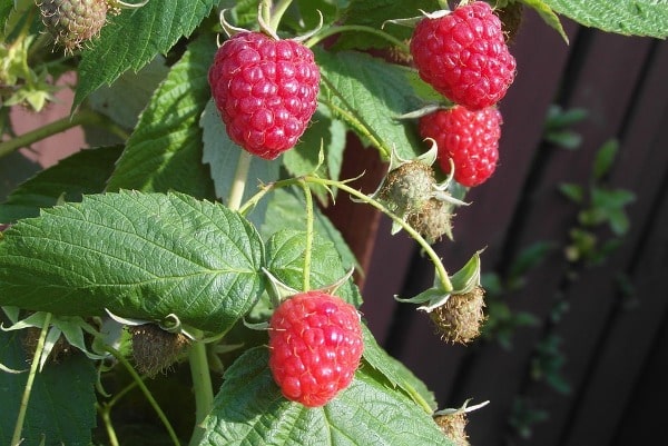 Raspberry Growing Conditions.