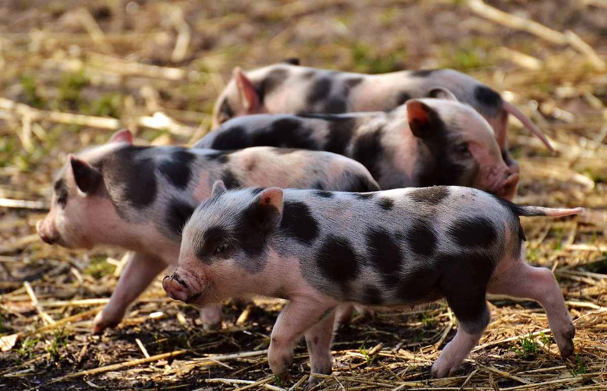Pig Farming Subsidy and Loan in India - A Full Guide  Asia Farming