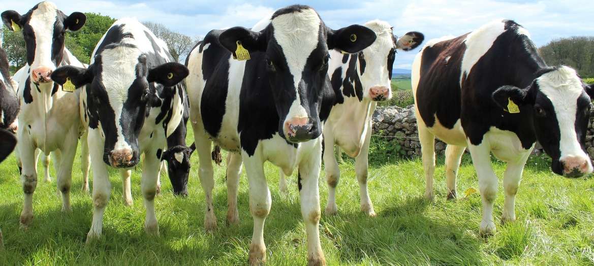 dairy farming plan cost