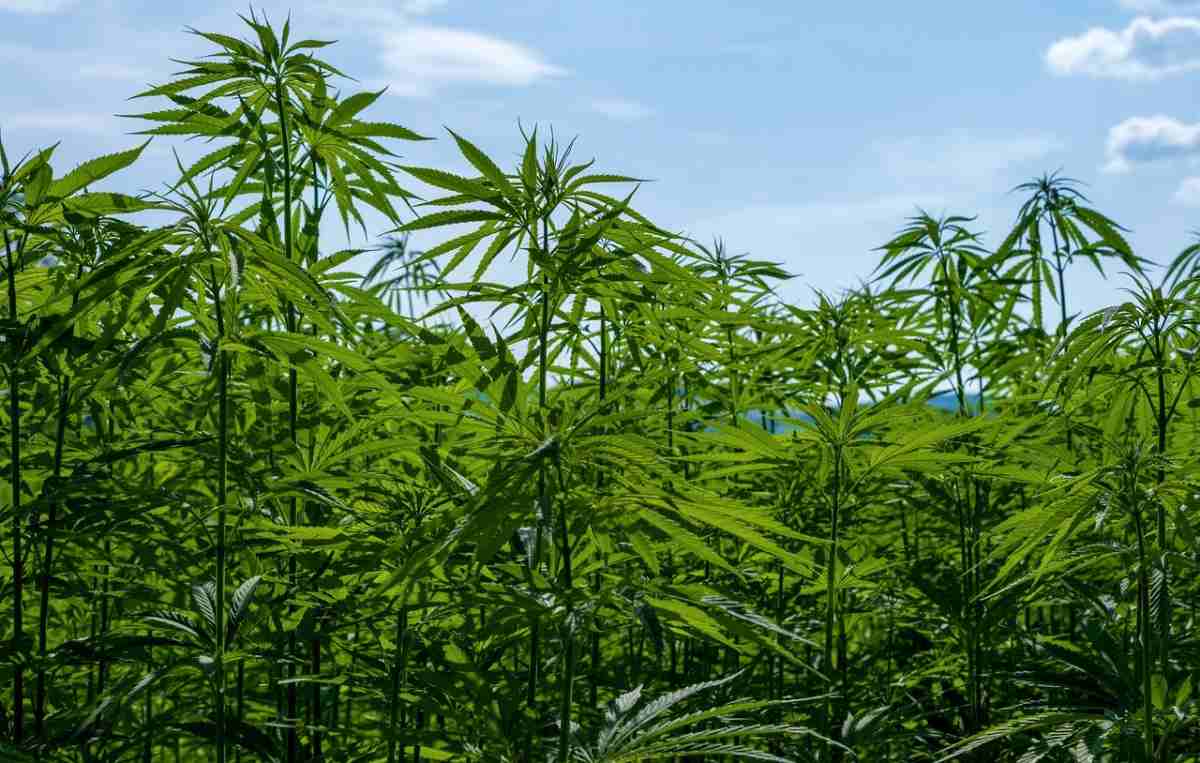 Guide to Industrial Hemp Cultivation