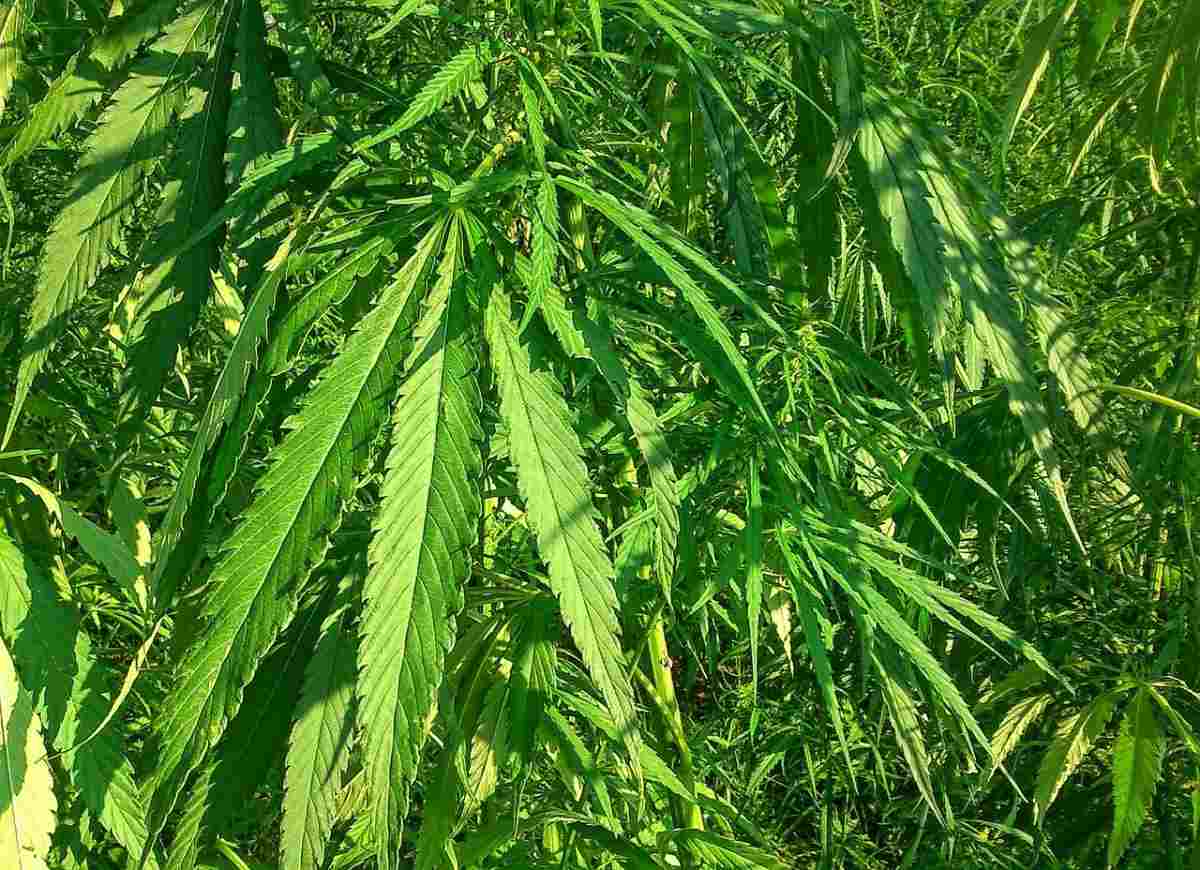Questions about Industrial Hemp Cultivation