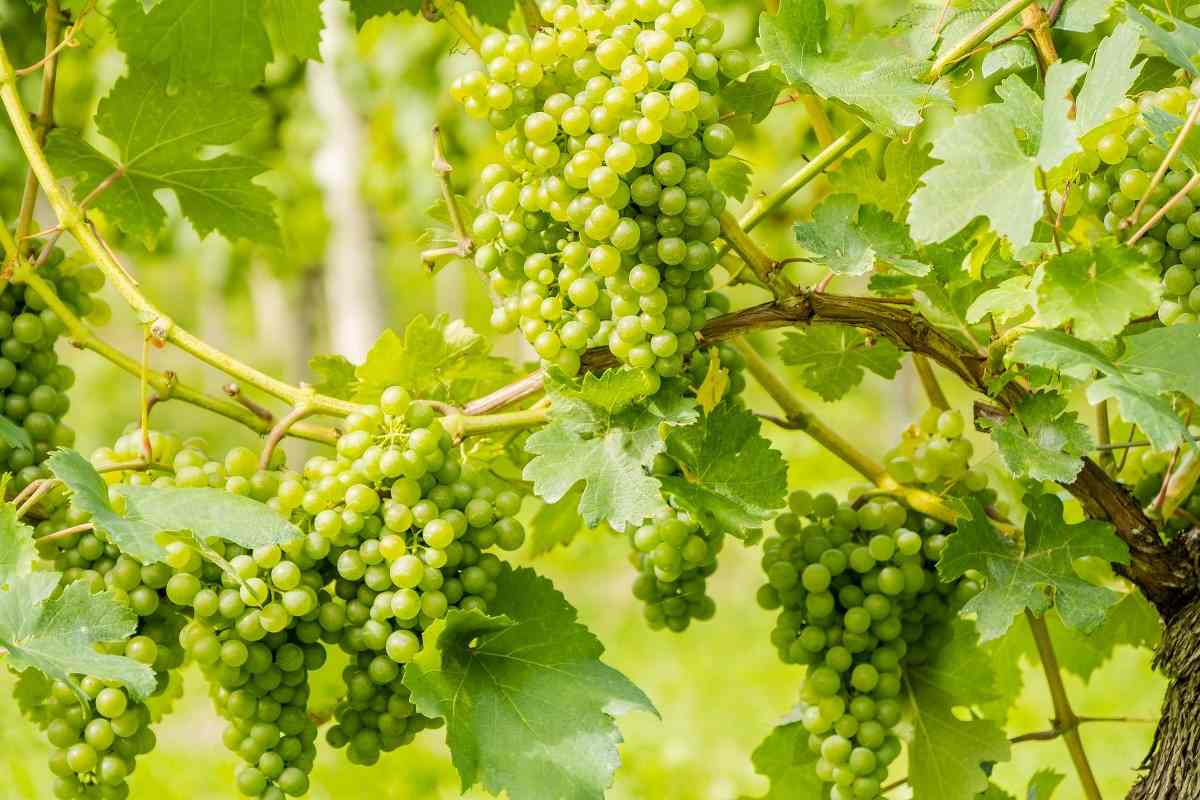Guide to Growing Grapes Organically 