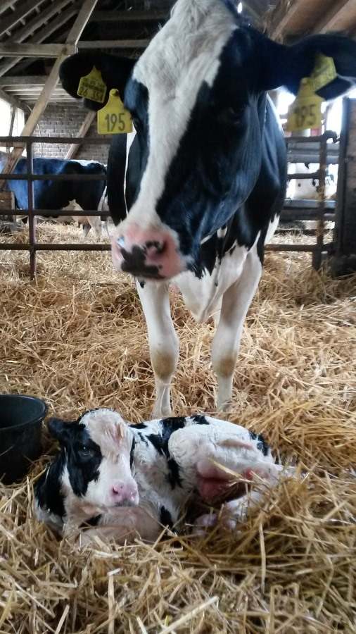 Newly Born Calf