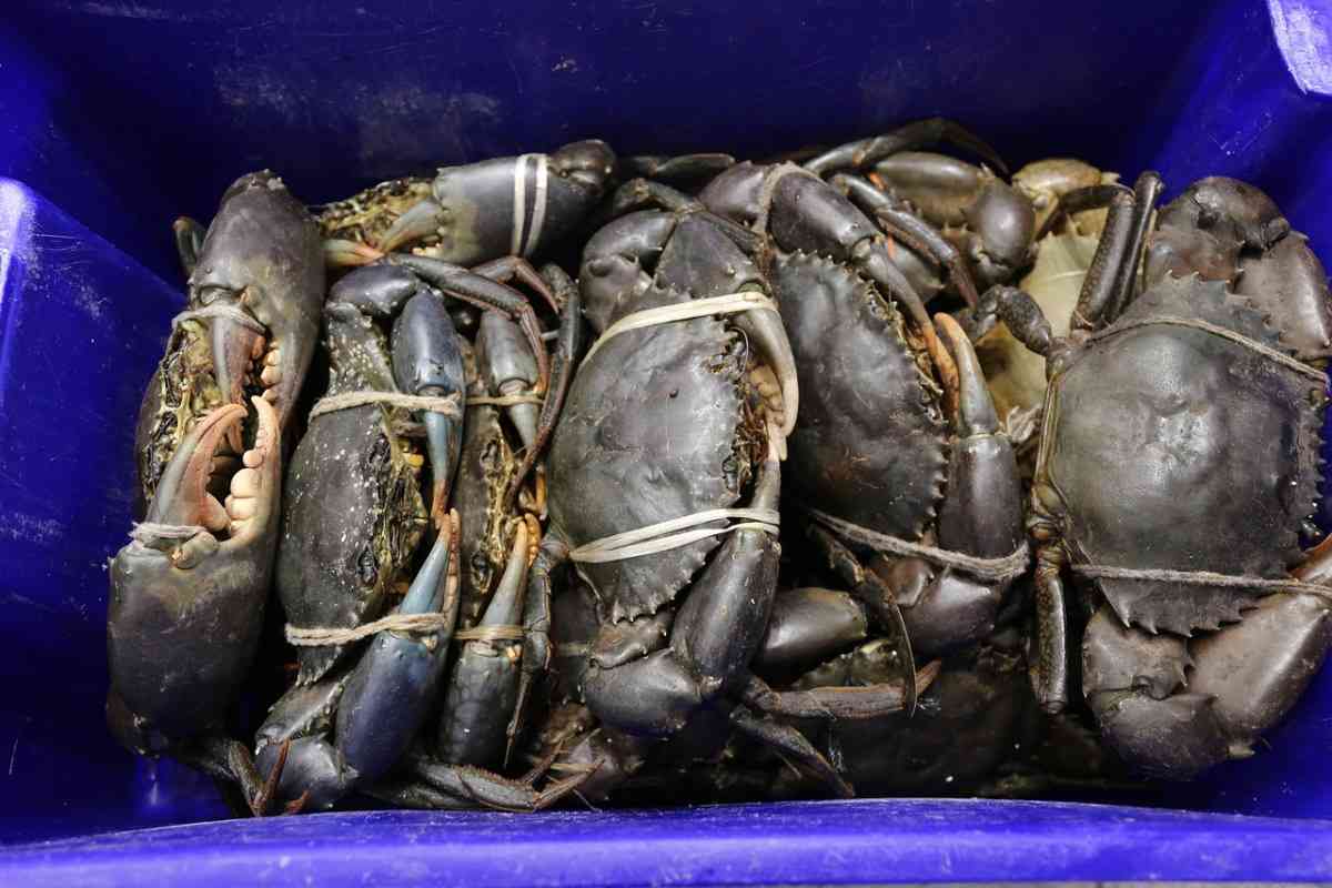 Economics of Crab Culture