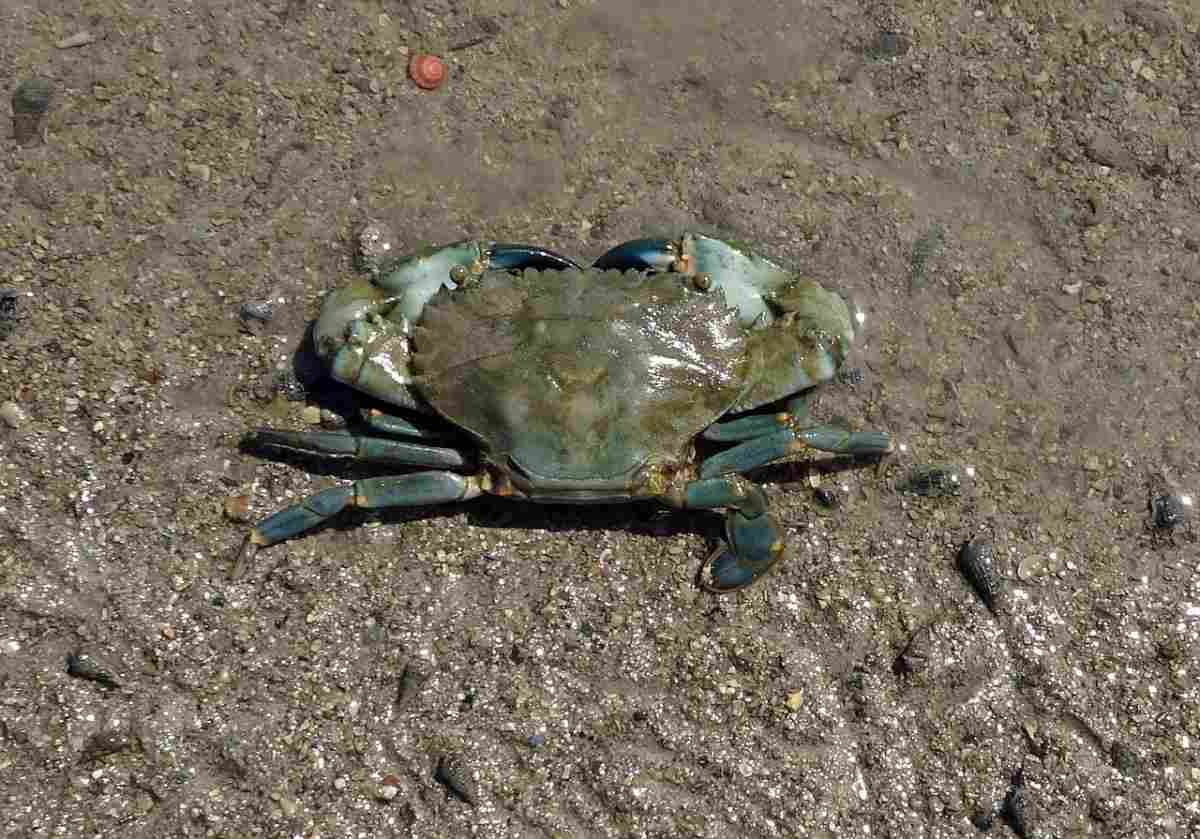 Mud Crab Culture Methods