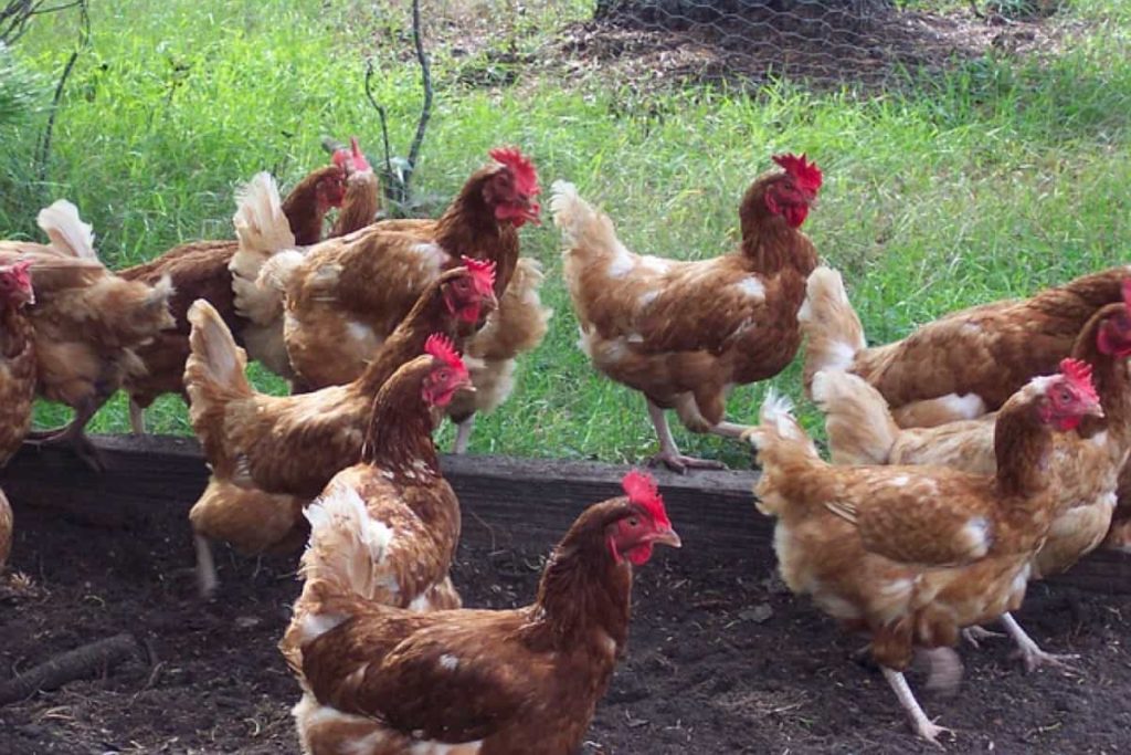 Common Poultry/Chicken Diseases, Symptoms, and Treatment