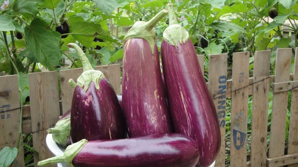 Eggplant Harvest
