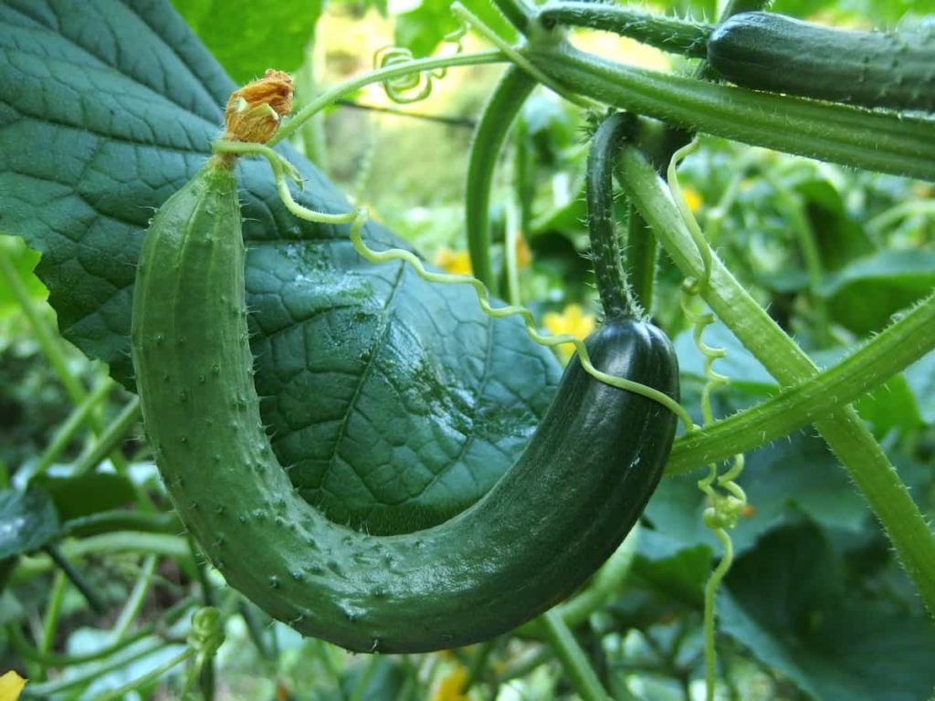 Best Practices to Grow Cucumber at Home