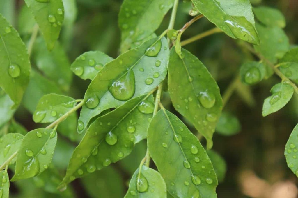 How to Grow Curry Leaf/Kadipatta Plant at Home