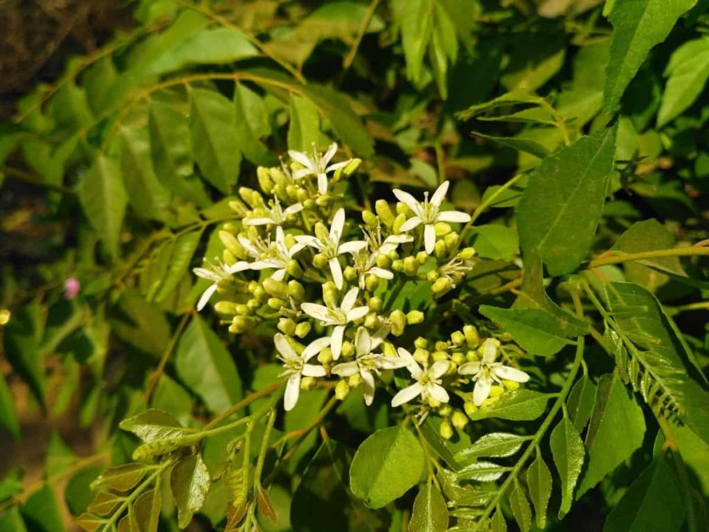 Curry Leaf Flowering