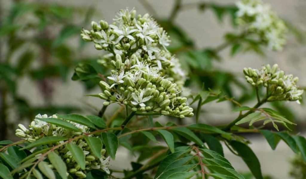 Kadipatta Flowering