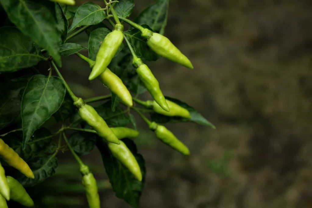 Best Practices to Grow Green Chilli (Mirchi)