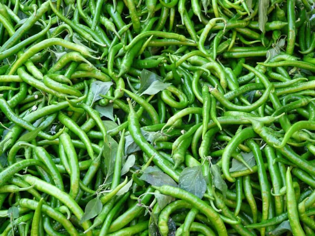 Green Chilli Harvest