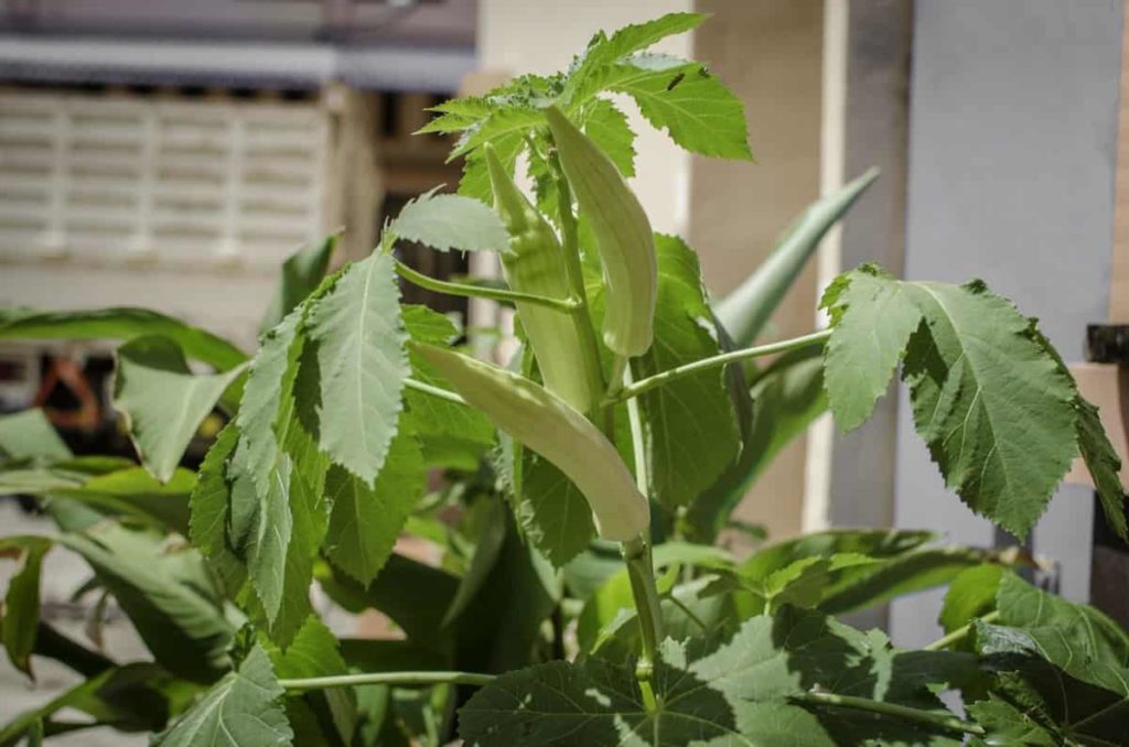 Best Practices to Grow Okra at Home