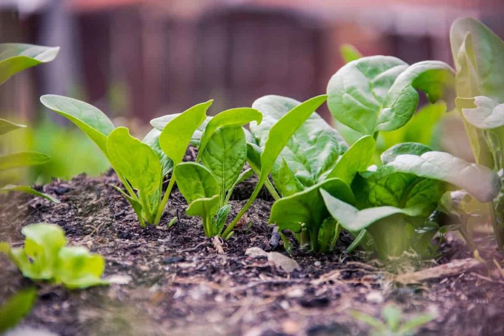 Best Practices to Grow Spinach/Palak at Home