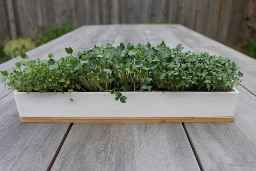 How to Grow Microgreens from Seed to Harvest