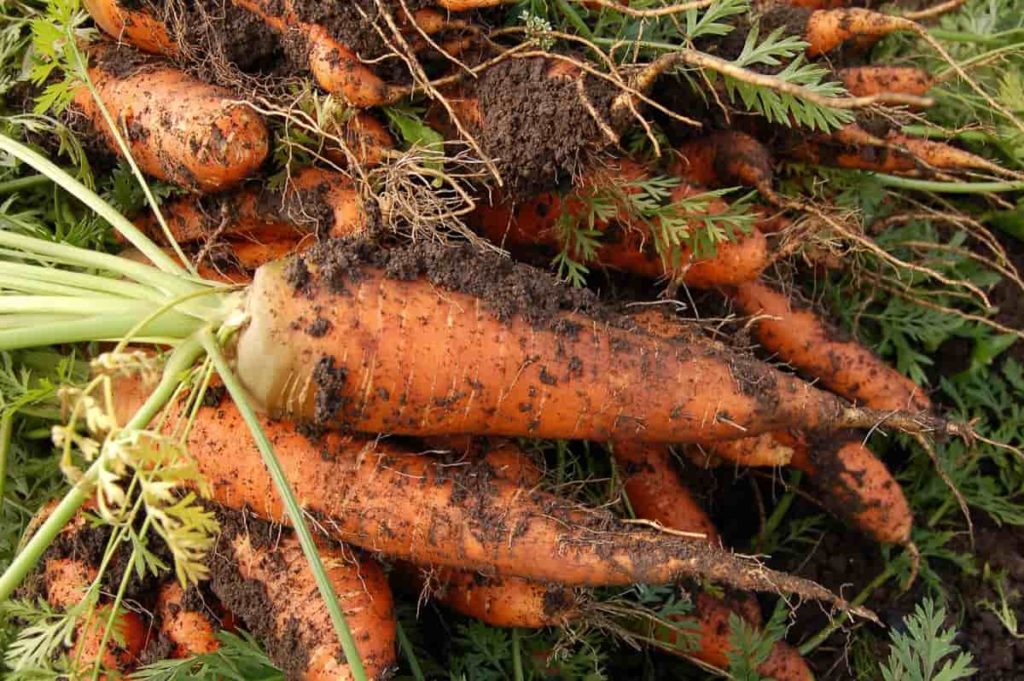 Carrot farming