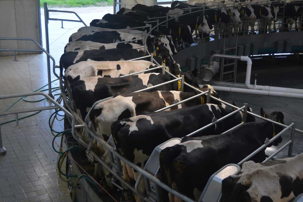 Questo è l'Inizio della Fine - Pagina 12 Common-Dairy-Cattle-Diseases6