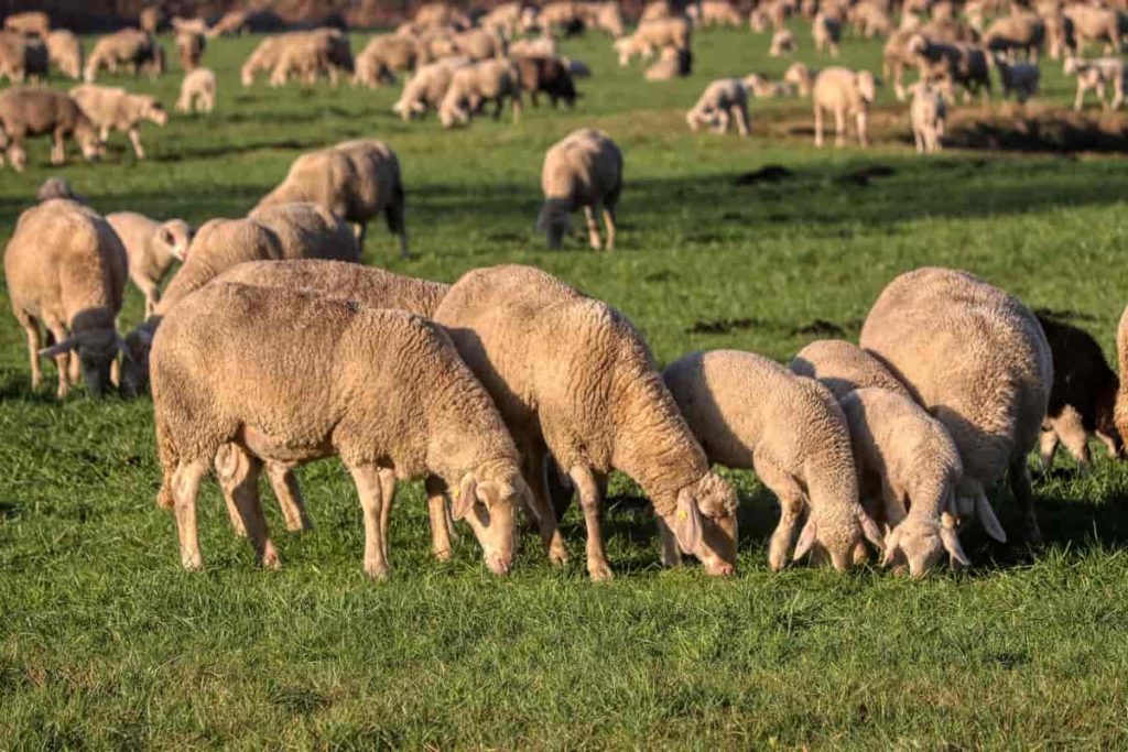 Common Sheep Diseases, Symptoms, and Treatment